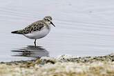 Bécasseau sanderling