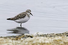 Bécasseau sanderling