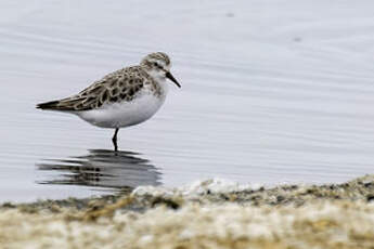 Bécasseau sanderling