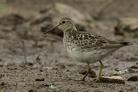 Pectoral Sandpiper