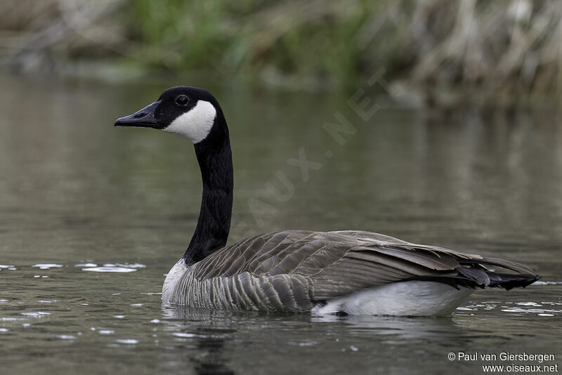 Canada Gooseadult