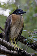 White-backed Night Heron