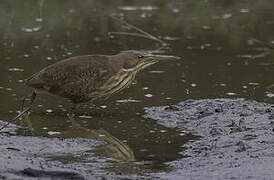 Cinnamon Bittern