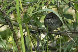 Javan Bush Warbler