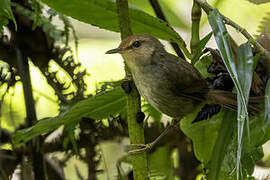 Shade Bush Warbler