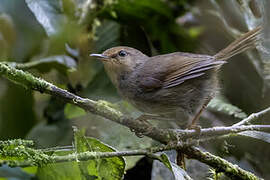 Shade Bush Warbler