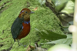 Blue-banded Pitta