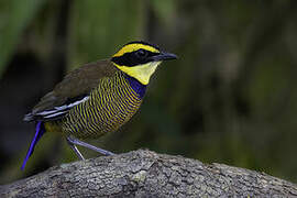 Javan Banded Pitta