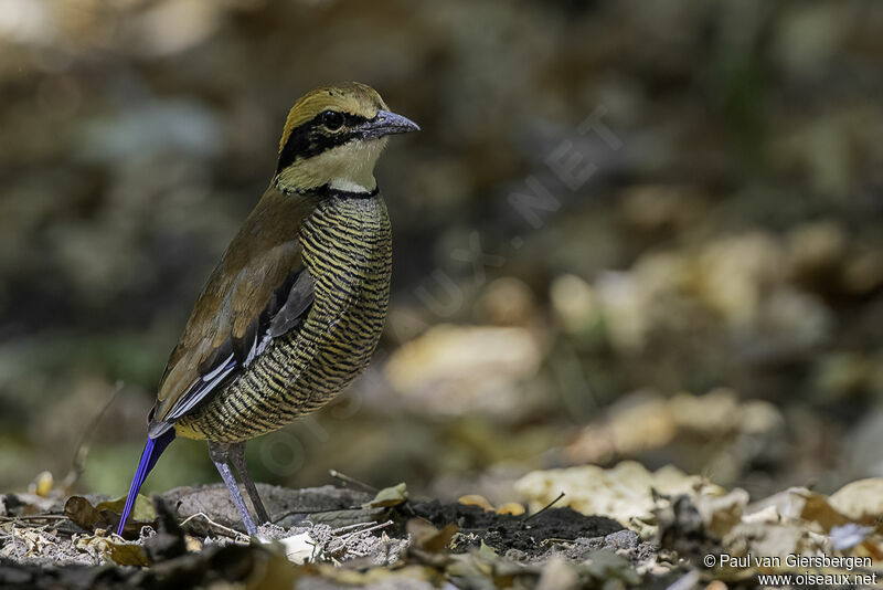 Javan Banded Pitta female adult