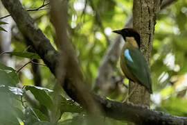 Noisy Pitta