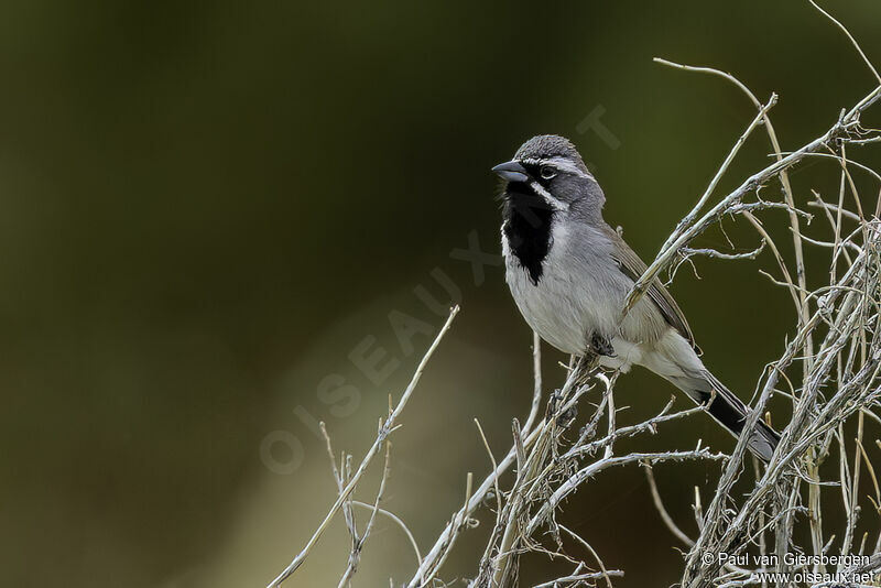 Bruant à gorge noireadulte