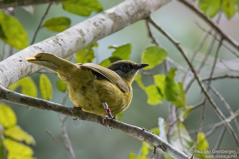 Bulbul à face striéeadulte