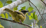 Bulbul à face striée