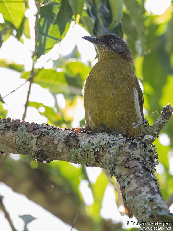 Olive-headed Greenbuladult, close-up portrait