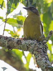 Bulbul à face striée