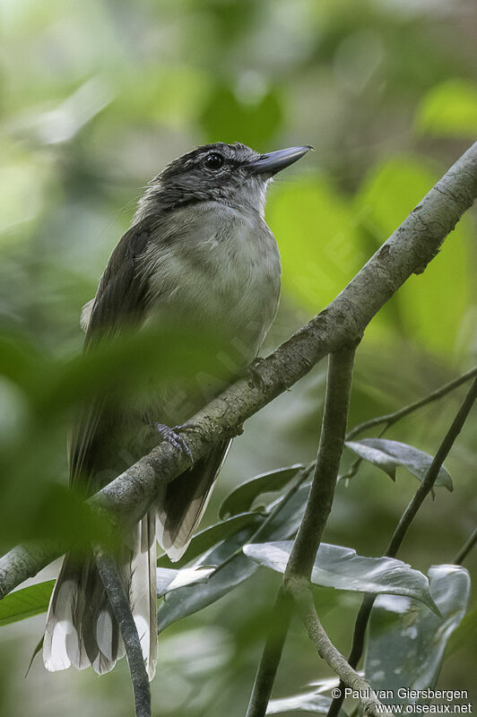 Hook-billed Bulbuladult