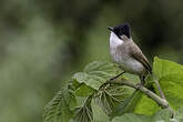 Bulbul à poitrine brune