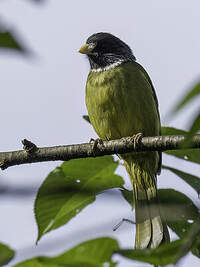 Bulbul à semi-collier