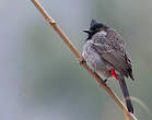 Bulbul à ventre rouge