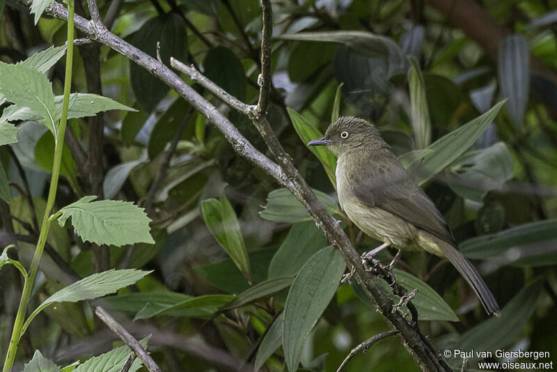 Bulbul aux yeux crèmeadulte