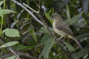 Bulbul aux yeux crème