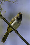 Orange-spotted Bulbul