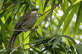 Bulbul d'Angola