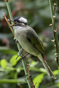 Bulbul de Chine