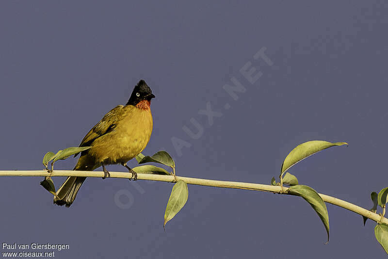 Bulbul de la Sondeadulte