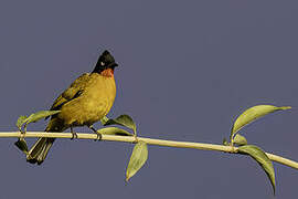 Ruby-throated Bulbul