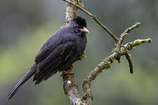 Bulbul des Ghats