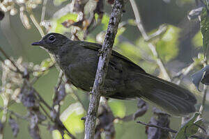 Bulbul des Masuku