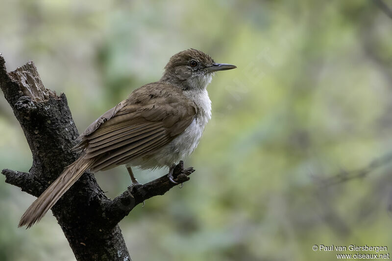 Bulbul jaboteuradulte