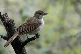 Terrestrial Brownbul