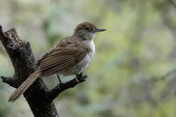 Bulbul jaboteur