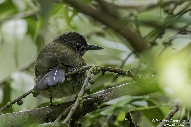 Bulbul verdinadulte