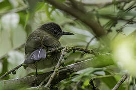 Javan Bulbul