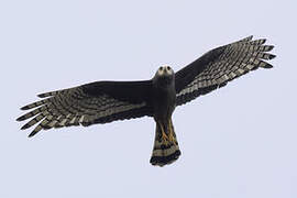 Long-winged Harrier