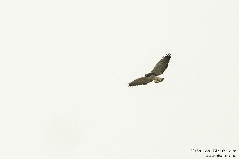 White-tailed Hawkadult