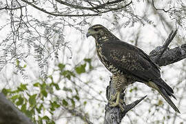 Harris's Hawk