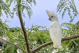 Solomons Corella