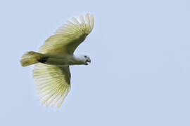 Solomons Corella