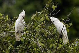 Solomons Corella