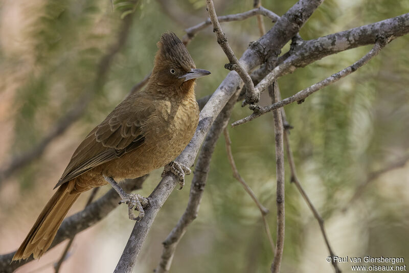 Cacholote brunadulte