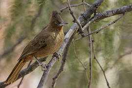 Brown Cacholote