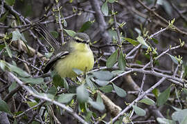 Greater Wagtail-Tyrant