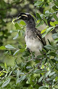 African Grey Hornbill