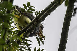 Helmeted Hornbill