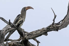 Bradfield's Hornbill