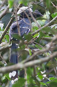 Eastern Long-tailed Hornbill